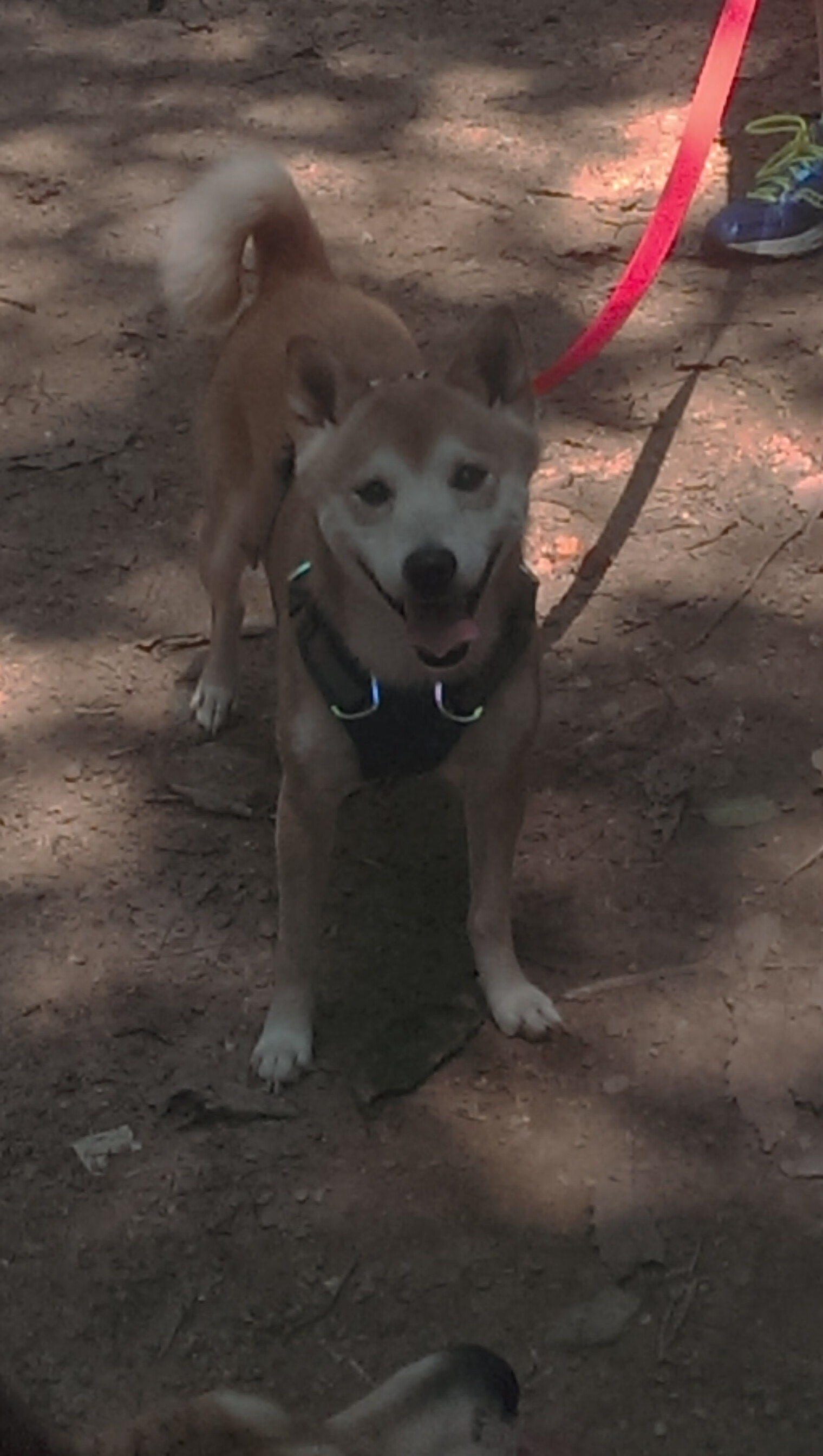 当非洲草原遇见文艺复兴,京多安在南非vs佛罗伦萨的哲学对决中定义伟大