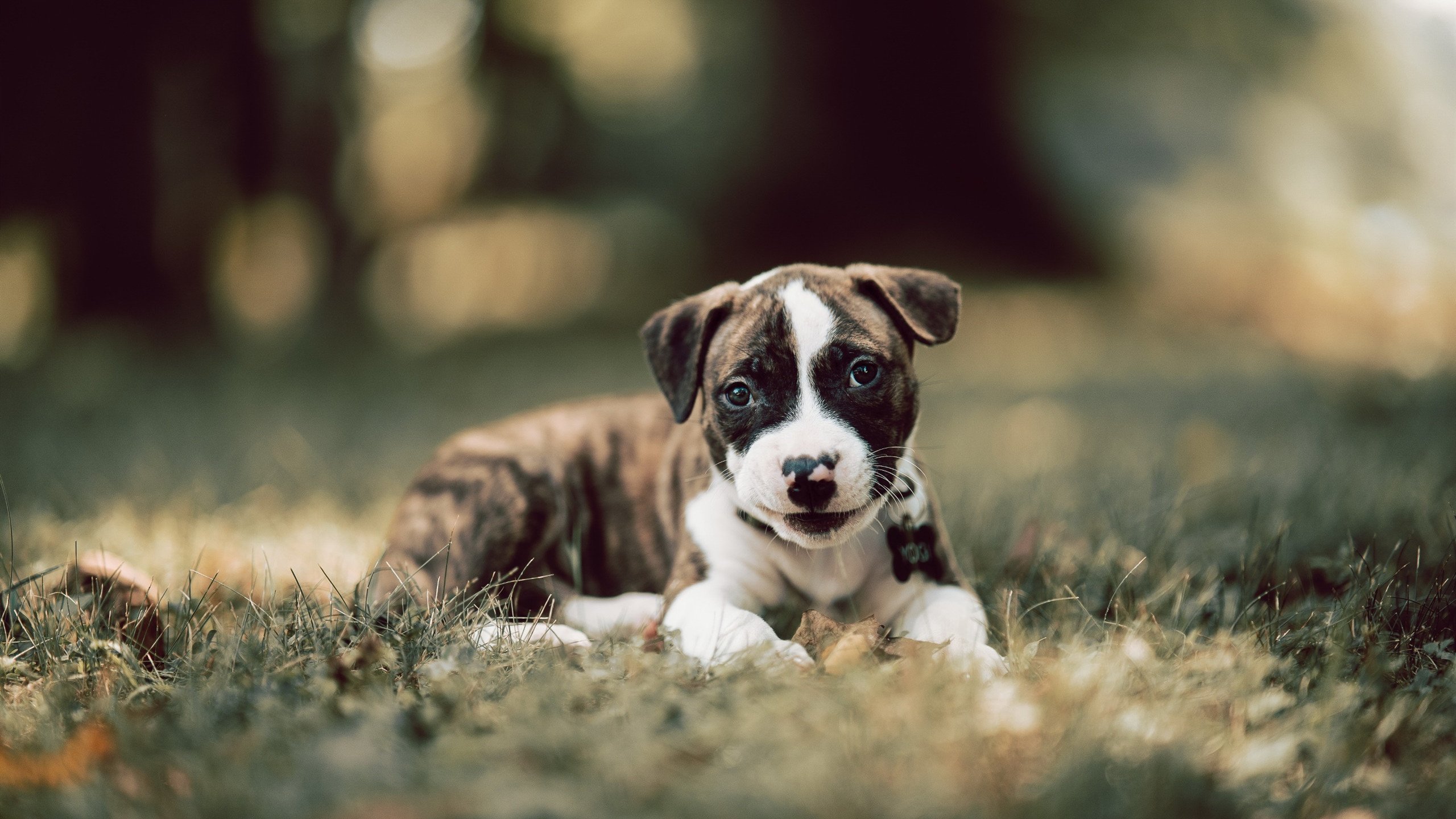 孤岛守护者，当武切维奇在快船铁蹄下独擎雷霆