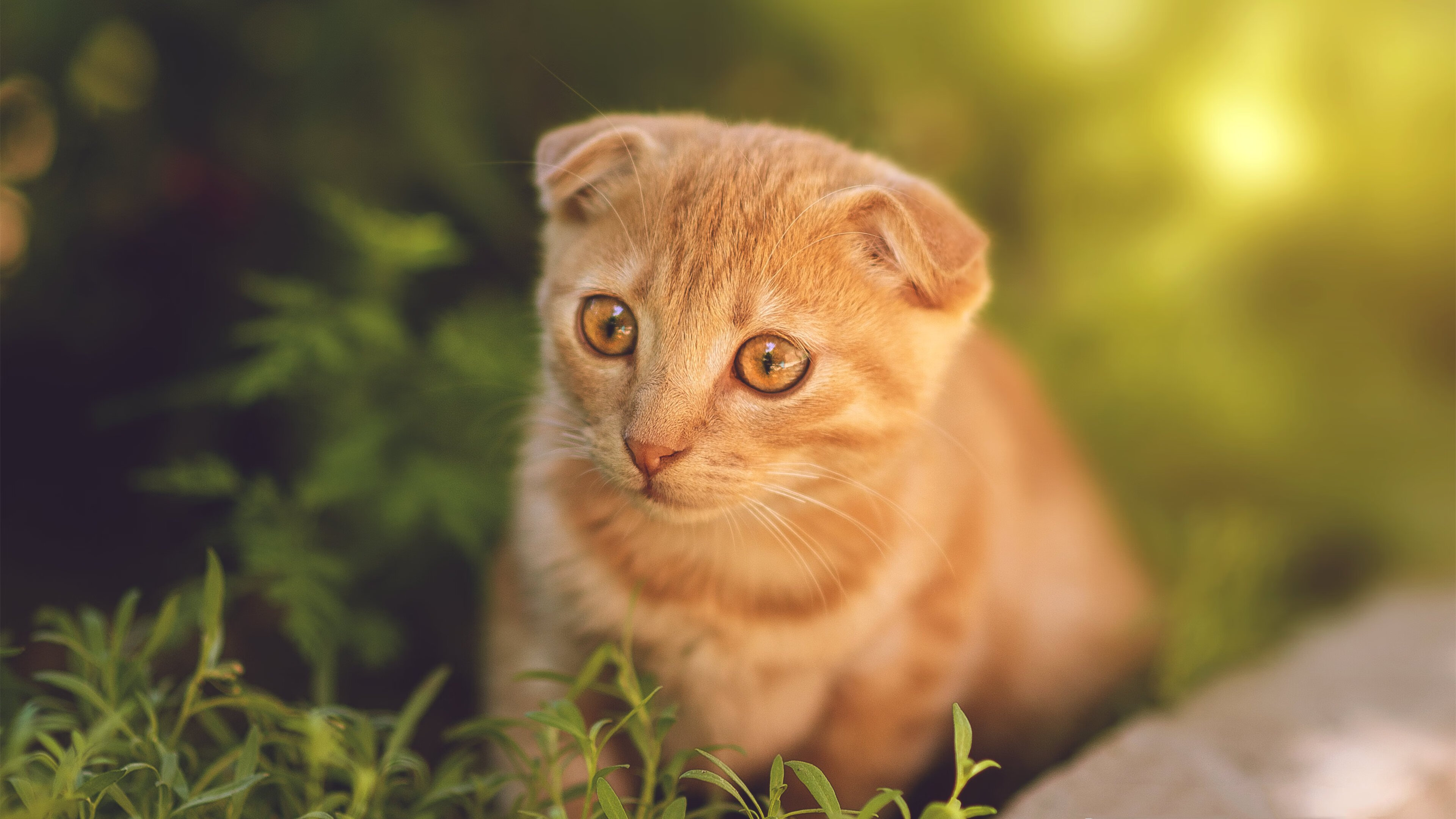 绿茵与赛道的交响,比利亚雷亚尔全面压制摩洛哥,伊布在F1揭幕战展现统治力