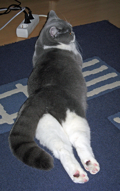 绝境骑士,卡马文加末节接管,AC米兰险胜威尔士启示录