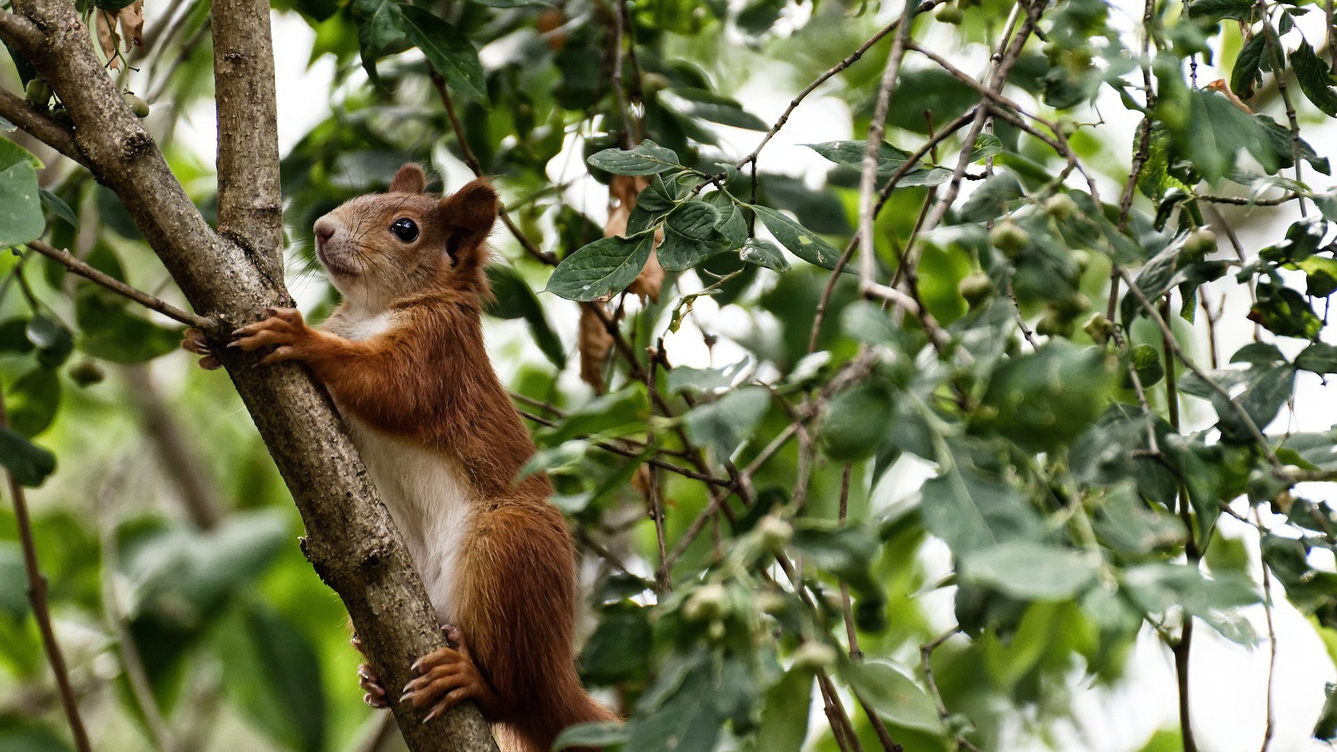 雷火电竞下载-黑夜中的节奏之王，米切尔如何掌控美加墨世界杯之夜