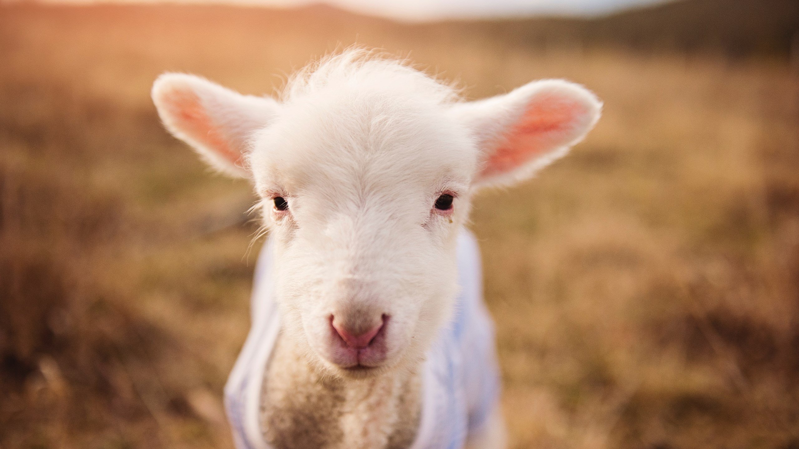 速胜风暴，NBA季后赛焦点战与克罗地亚足球的闪电对决