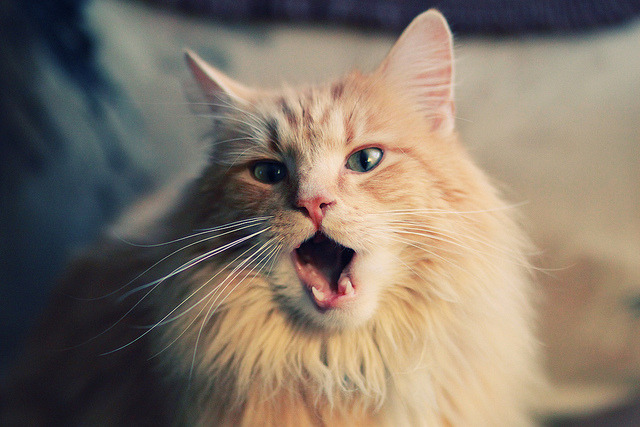 奥运前哨战的终极预演，太阳压制篮网背后的战术密码