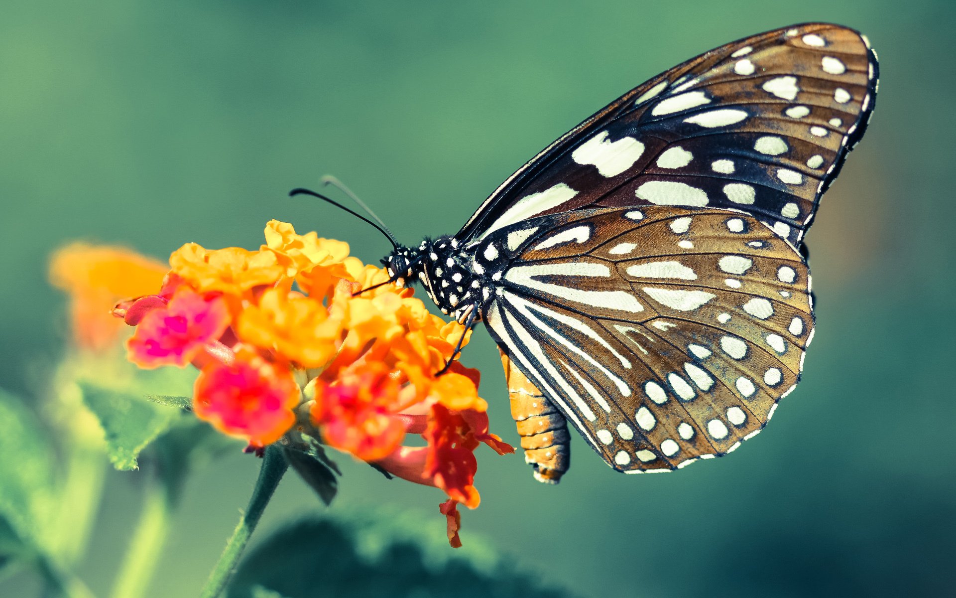 北欧德比惊天逆转！绝境中阿拉巴化身关键先生，丹麦撕裂瑞典防线