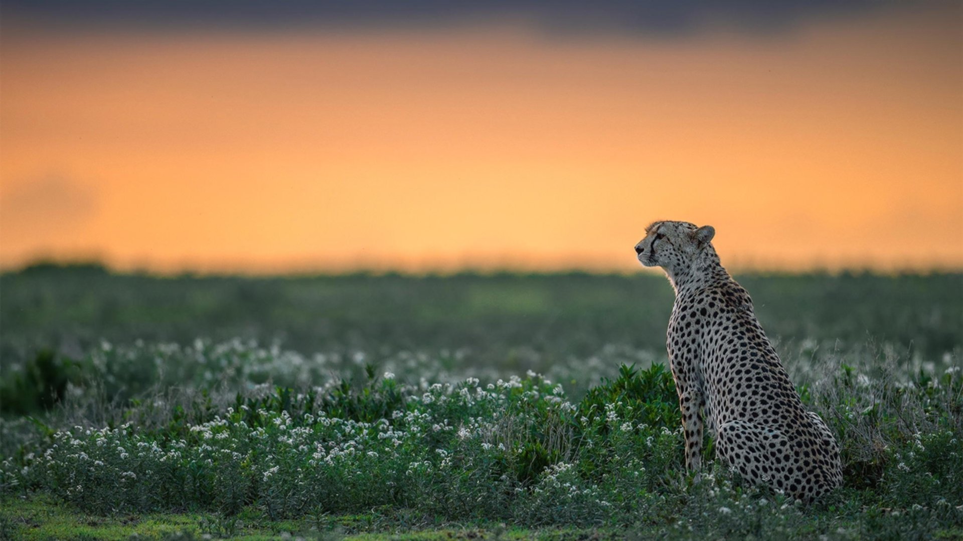雷火电竞入驻-夜的容器，当莱万在NBA季后赛用沉默铸成牢笼