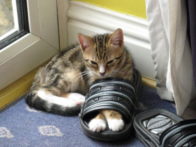 雷火电竞主播-从国家禁令到个人英雄主义，足球世界的两副面孔