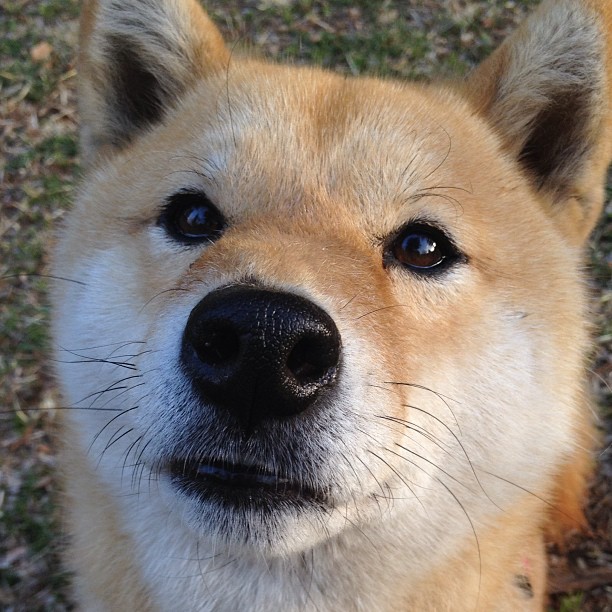 当高原爵士遇见天山风暴，德罗赞50+三双跨联赛封神之战