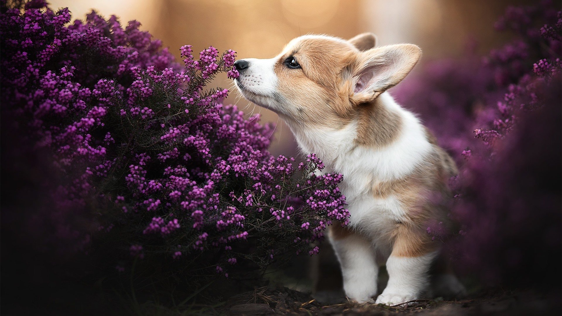 当上海在黄浦江边搁浅，文班亚马正在盐湖城飞翔