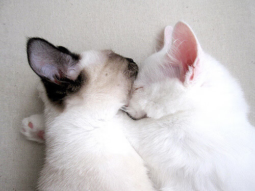 雷火电竞简介-缔造传奇，开拓者惊天逆转终结猛龙卫冕之路