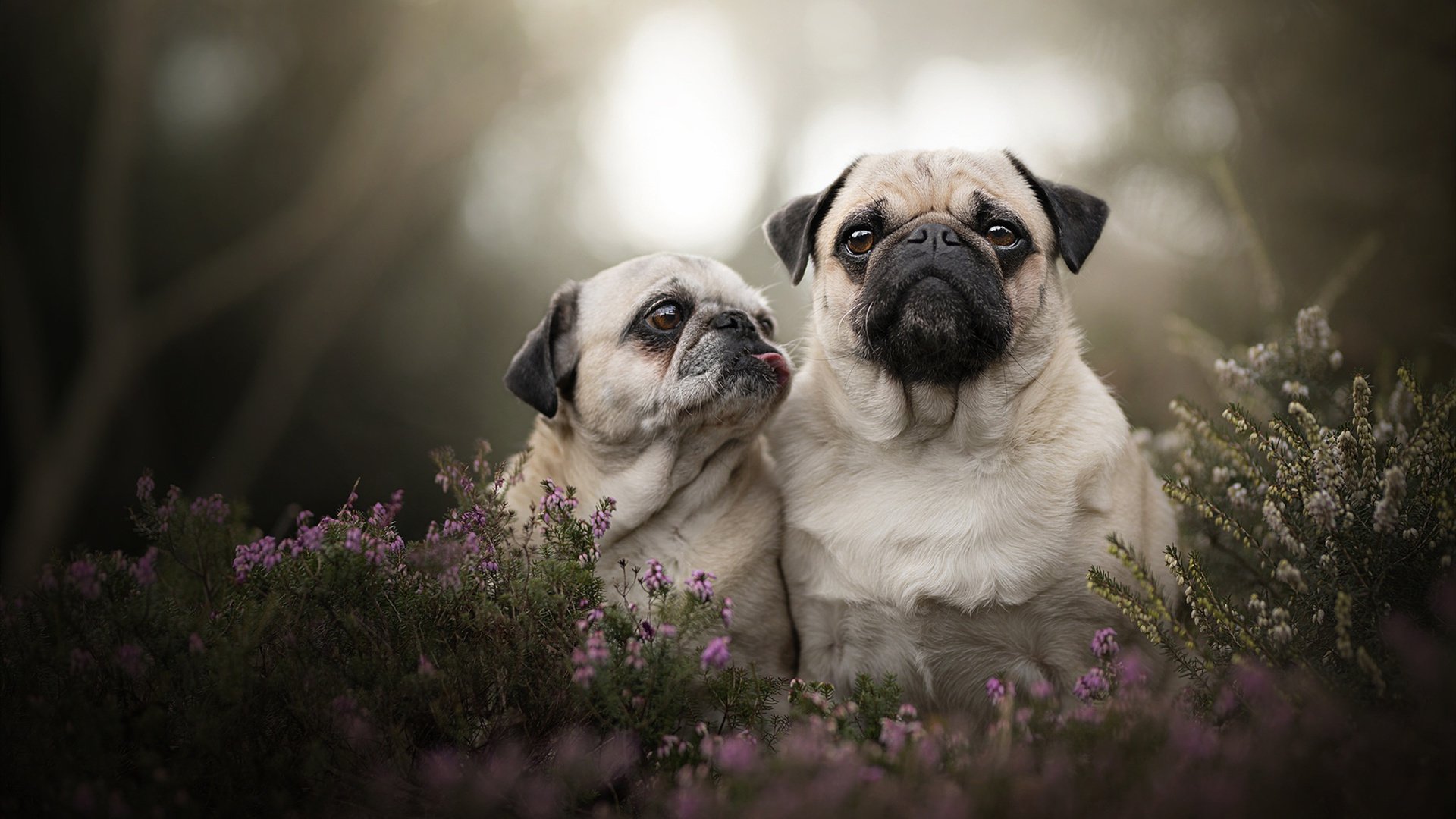 跨界的风暴，当爵士在伯纳乌踏平老鹰—一场超越欧冠淘汰赛的焦点战